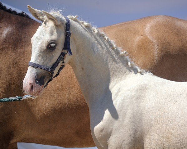 broodmare DÀgostina (German Riding Pony, 2024, from Daydreamer)
