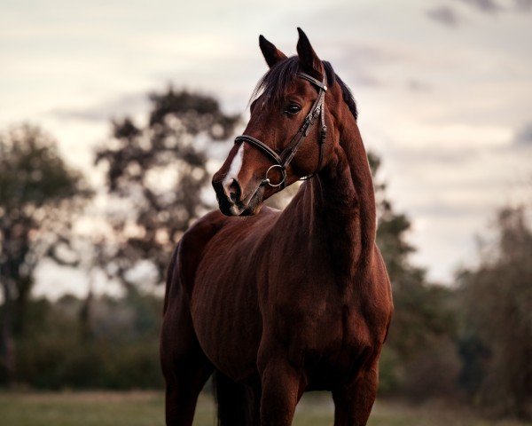 horse Loewenherz MBM (Oldenburg, 2013, from Lyjanero)