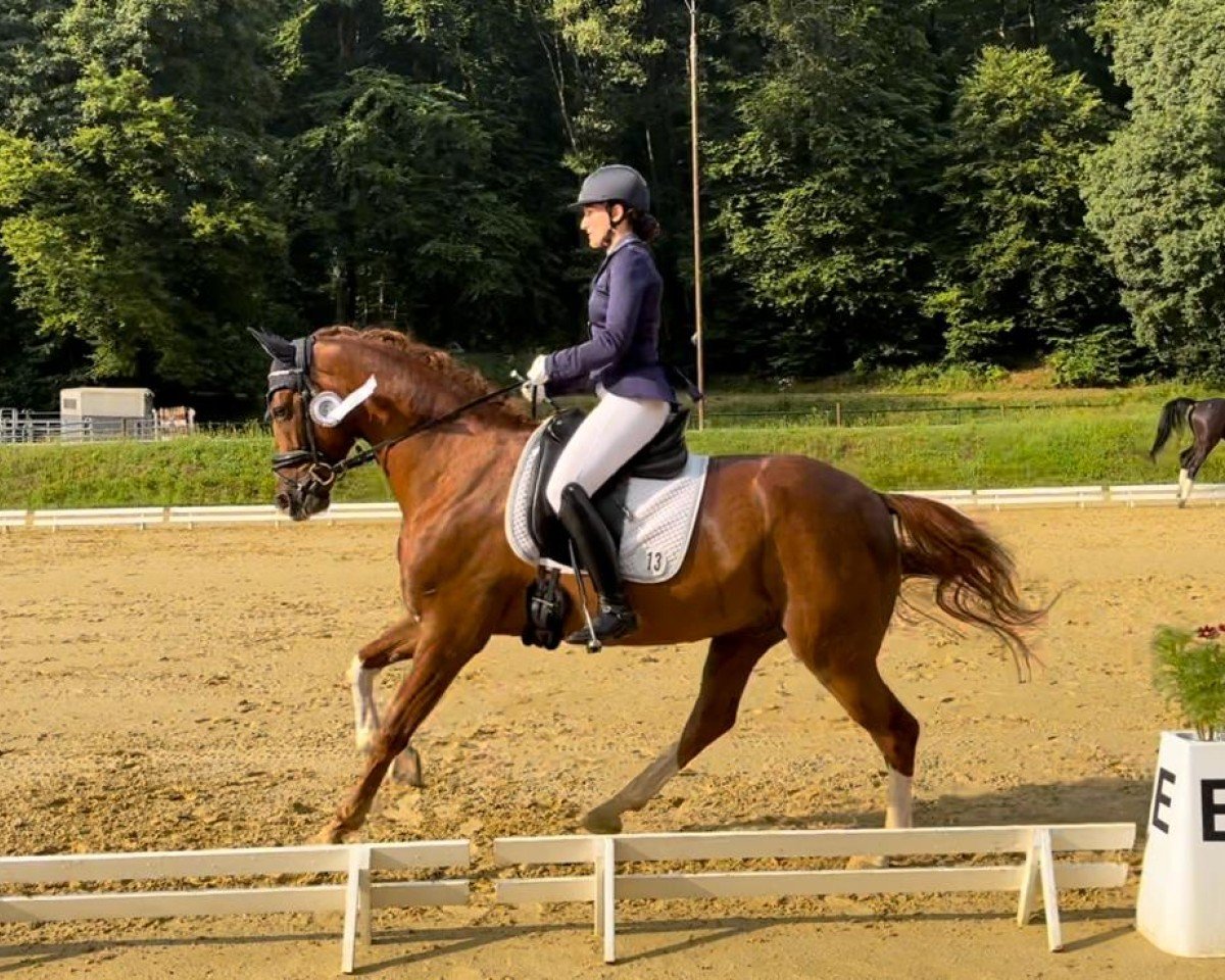 dressage horse Ballentines 19 (German Sport Horse, 2019, from Callaho's Benicio)