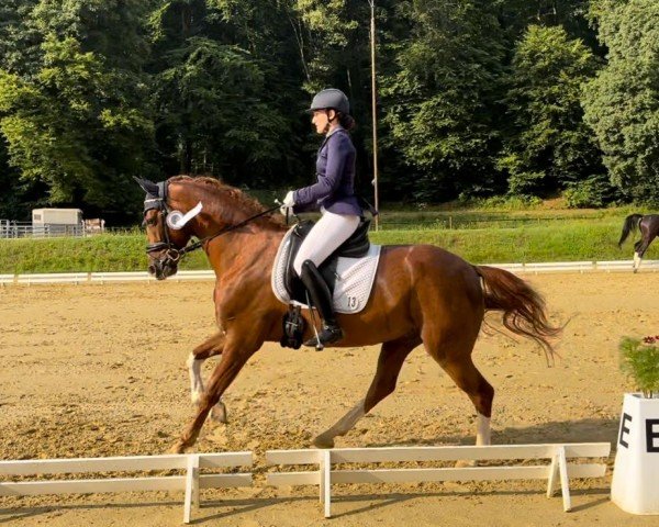 dressage horse Ballentines 19 (German Sport Horse, 2019, from Callaho's Benicio)