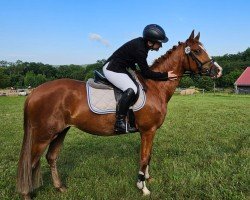 broodmare Davina 198 (German Riding Pony, 2020, from Coleur de Luxe K)