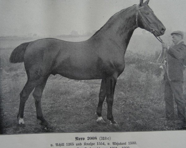 stallion Nerv 2008 (Holst.) (Holsteiner, 1899, from Achill 1265)