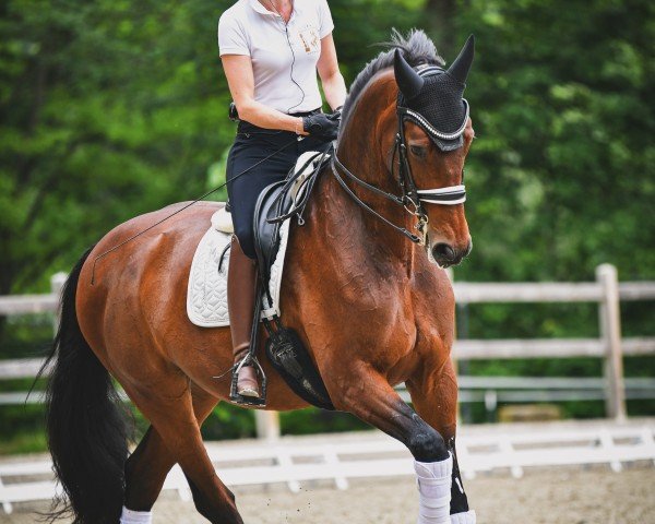 dressage horse Don Johann 4 (Westphalian, 2013, from Diamo Gold)