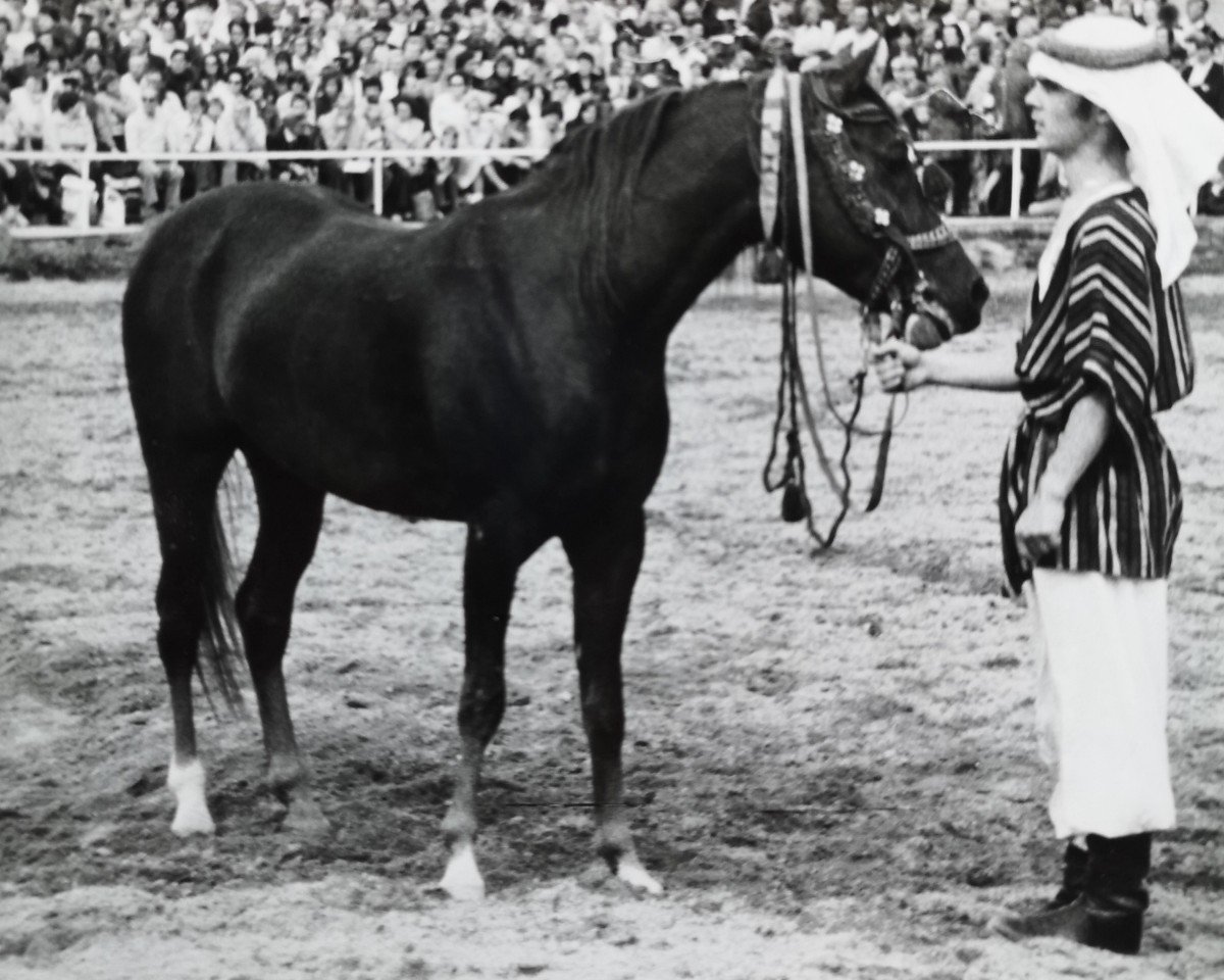 stallion Ibn Galal ox 22 HUN (Arabian, 1974, from Ibn Galal ox)