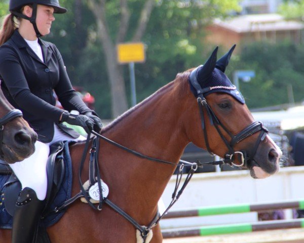 jumper High White (Westphalian, 2018, from HICKSTEAD WHITE)