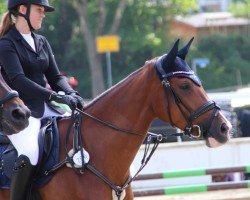 Springpferd High White (Westfale, 2018, von HICKSTEAD WHITE)