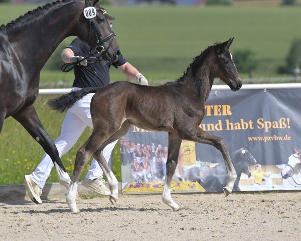 broodmare Total Dance (German Sport Horse, 2024, from Total Diamond PS)