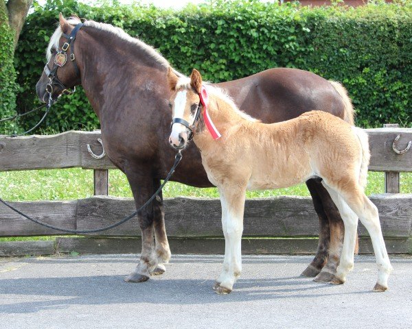 horse Winston (Black Forest Horse, 2024, from Wilano)