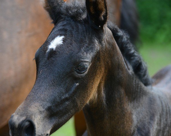 horse Dornröschen AML (Mecklenburg, 2024, from Devdas ox)