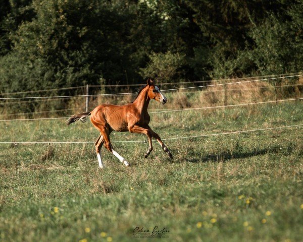 horse Hengst von Vingino / Quality (Holsteiner, 2023, from Vingino)