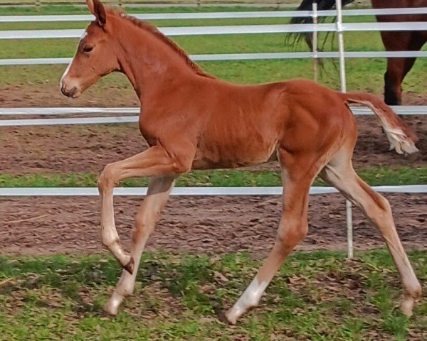 horse Vincero KW (Westphalian, 2024, from V-Power)