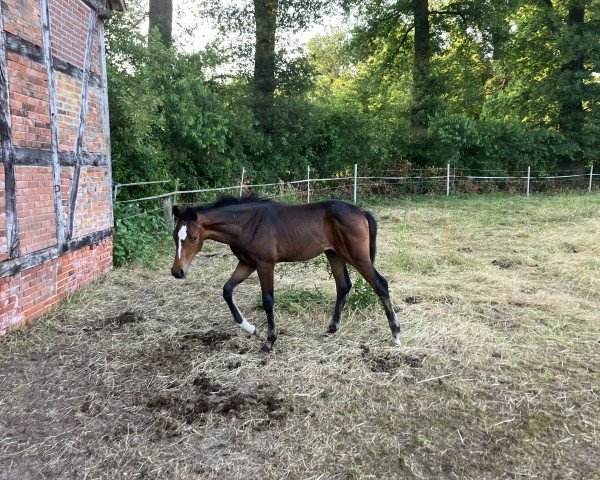 horse Contharglanz KW (Westphalian, 2024, from Conthargos)