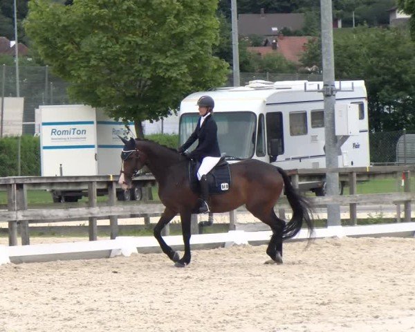 Reitturnier Balsthal 2024