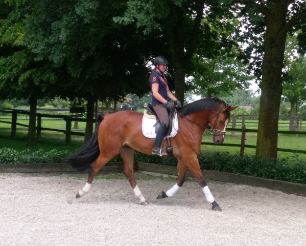 Pferd Corlander (Westfale, 2011, von Z7 Cordanos V)