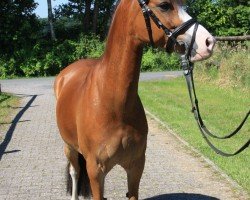 dressage horse Florus Fly (Pony without race description, 2016)