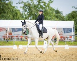 dressage horse Kenzo 75 (Hanoverian, 2006, from K2 T)