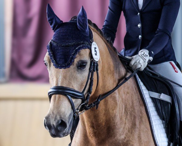 jumper Anando 7 (German Riding Pony, 2017, from A kind of Magic 5)
