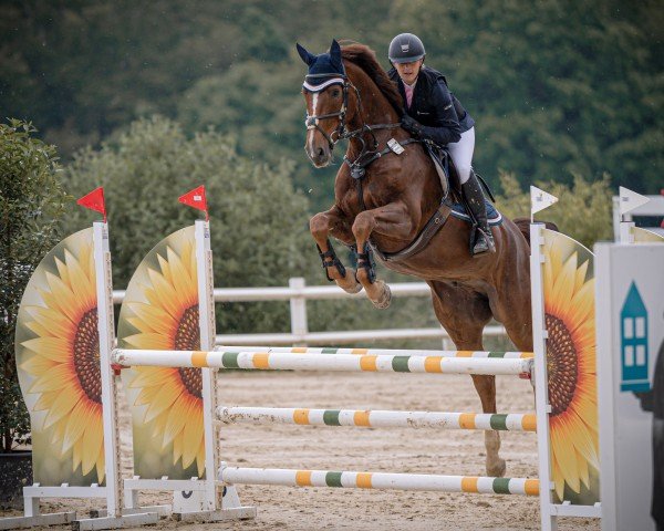 Springpferd Apache Black Point (Deutsches Sportpferd, 2017, von Aganix du Seigneur)