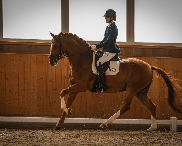 Dressurpferd Montenegro 31 (KWPN (Niederländisches Warmblut), 2017, von Glock's Toto Jr.)