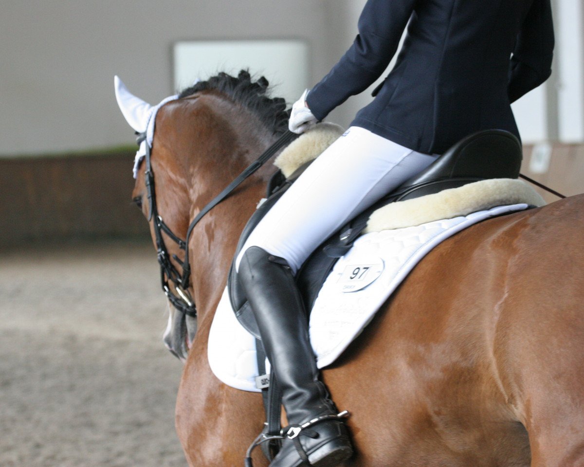 Springpferd Chigolo RS (Westfale, 2009, von Cristallo I)