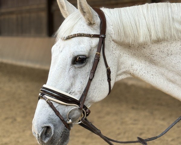 horse Delfin Blue (unknown, 2005)