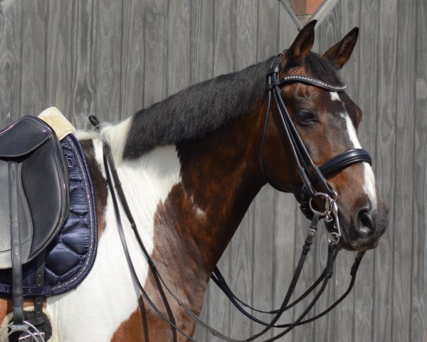 dressage horse Sorry I'm Luke (Oldenburg, 2007, from Semper)