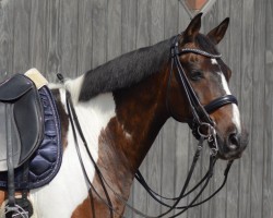 dressage horse Sorry I'm Luke (Oldenburg, 2007, from Semper)