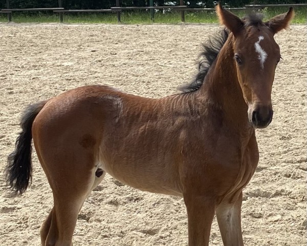 Pferd Firecracker (Österreichisches Warmblut, 2024, von Federer)