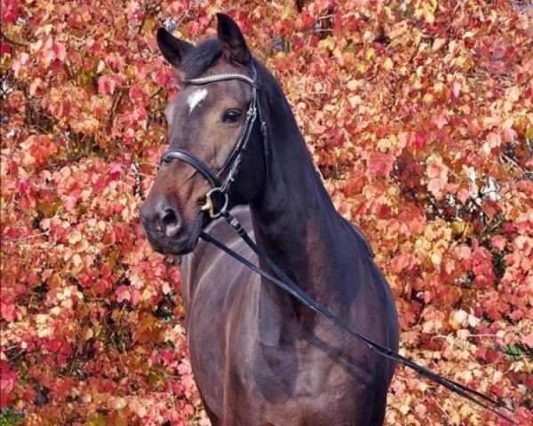 jumper Habouche (Swedish Warmblood, 2012, from Warrant) jumper Habouche (Swedish Warmblood, 2012, from Warrant)