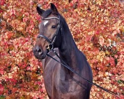 Springpferd Habouche (Schwedisches Warmblut, 2012, von Warrant)