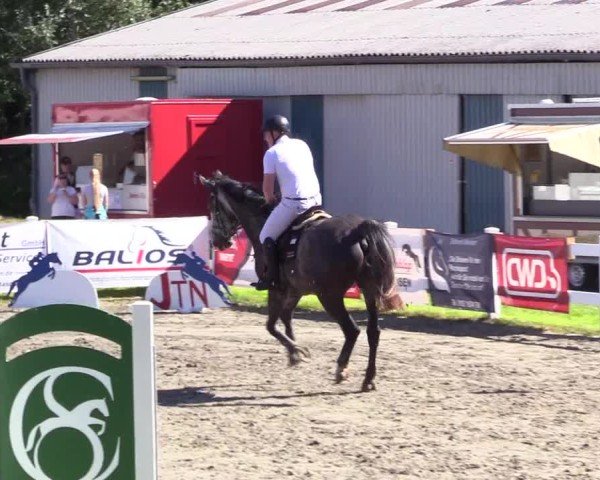 Reitturnier Mildstedt - Jumping Team Nord 2024