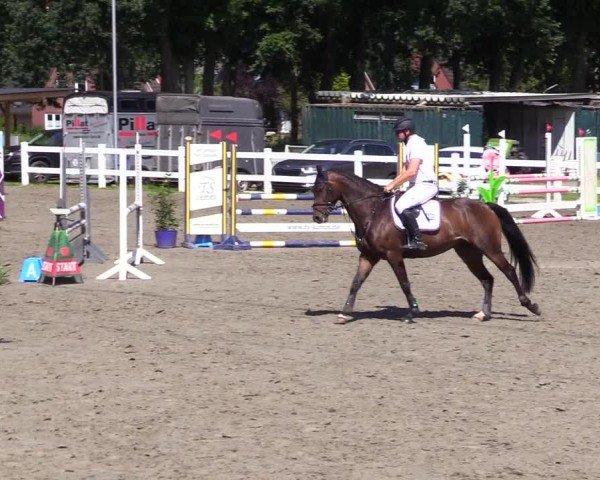 Reitturnier Mildstedt - Jumping Team Nord 2024