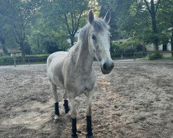 Springpferd Lou Lou (Lusitano, 2015)
