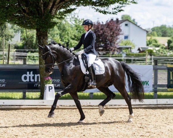 dressage horse Secreto (Westphalian, 2019, from Secret) dressage horse Secreto (Westphalian, 2019, from Secret)