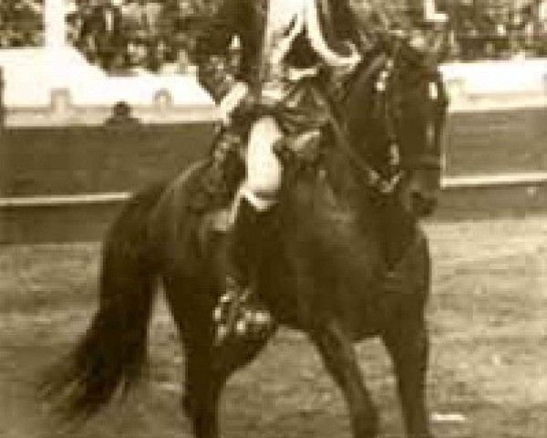 Deckhengst Pincelim (Lusitano, 1946, von Agareno) Deckhengst Pincelim (Lusitano, 1946, von Agareno)