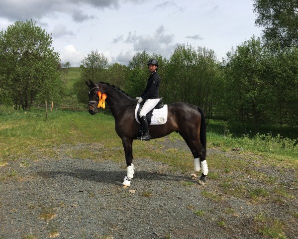 dressage horse Criminal Tango (Westphalian, 2011, from Captain Fire)