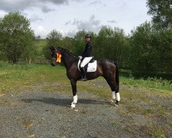 dressage horse Criminal Tango (Westphalian, 2011, from Captain Fire)