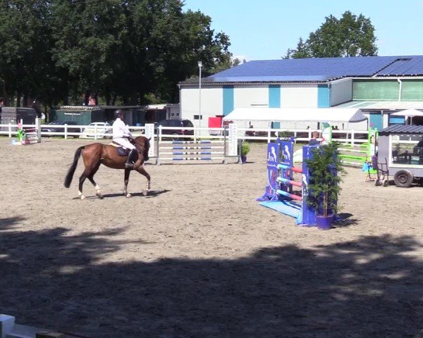 Reitturnier Mildstedt - Jumping Team Nord 2024