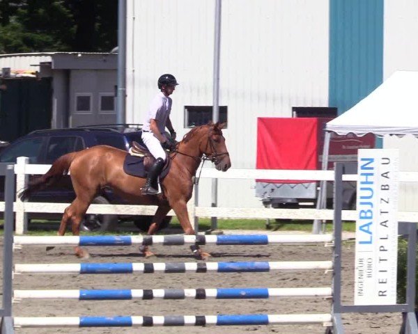 Reitturnier Mildstedt - Jumping Team Nord 2024
