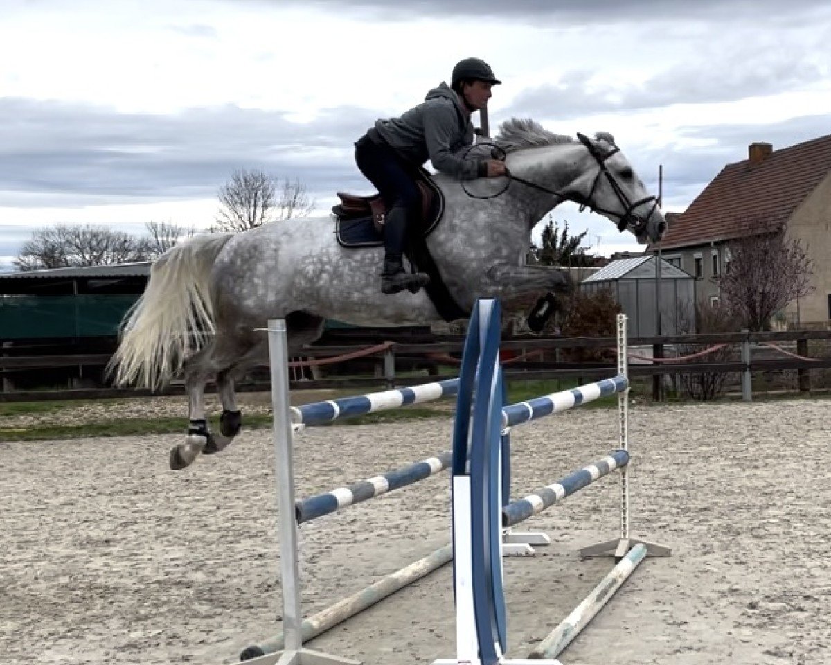 Springpferd Reza vd Bisschop (Belgisches Warmblut, 2017, von Di Cantero van der Hulst Z)