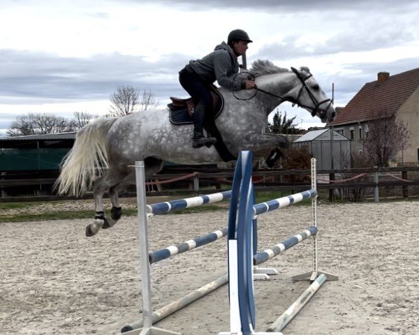 Springpferd Reza vd Bisschop (Belgisches Warmblut, 2017, von Di Cantero van der Hulst Z)