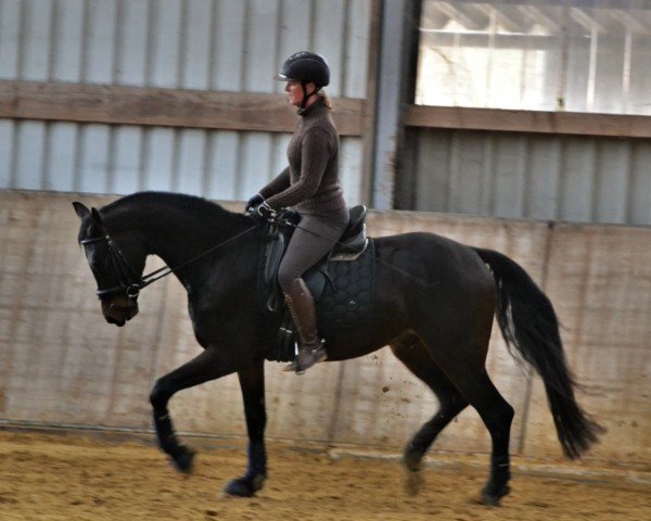 Pferd Skywalker 100 (Westfale, 2018, von Sensation)