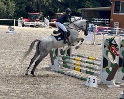 jumper Candence (Hanoverian, 2019, from Cavoiro - H OLD)