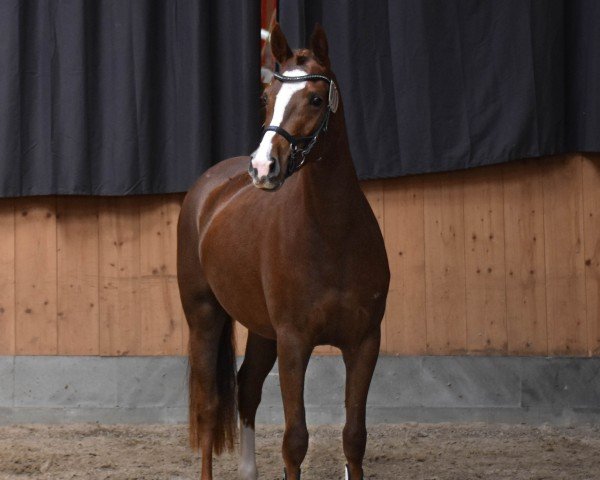 broodmare Köhlhorsts Golden Darcy (German Riding Pony, 2021, from Neverland WE)