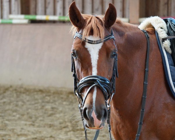 broodmare Schierensees Fire and Ice (German Riding Pony, 2019, from Schierensees HJK Crazy Dream)