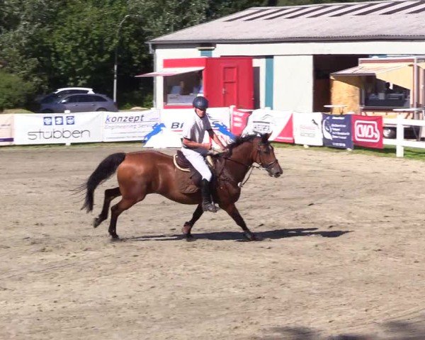 Reitturnier Mildstedt - Jumping Team Nord 2024