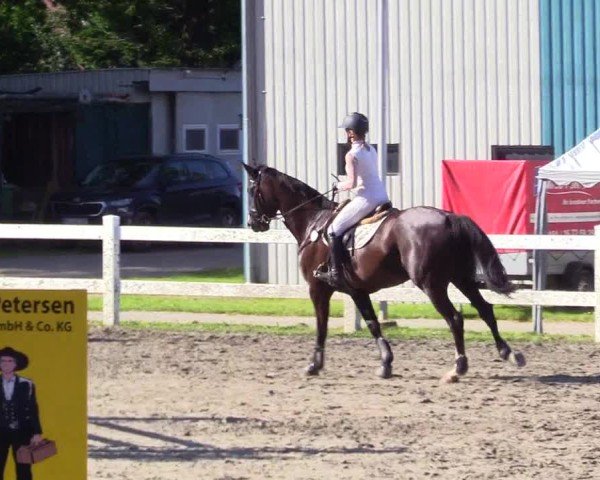 Reitturnier Mildstedt - Jumping Team Nord 2024