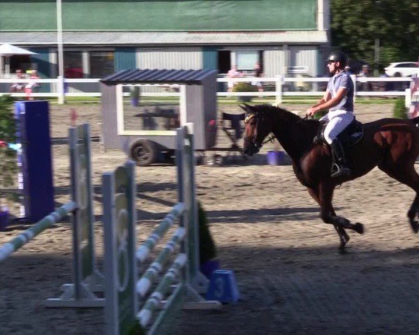 Reitturnier Mildstedt - Jumping Team Nord 2024