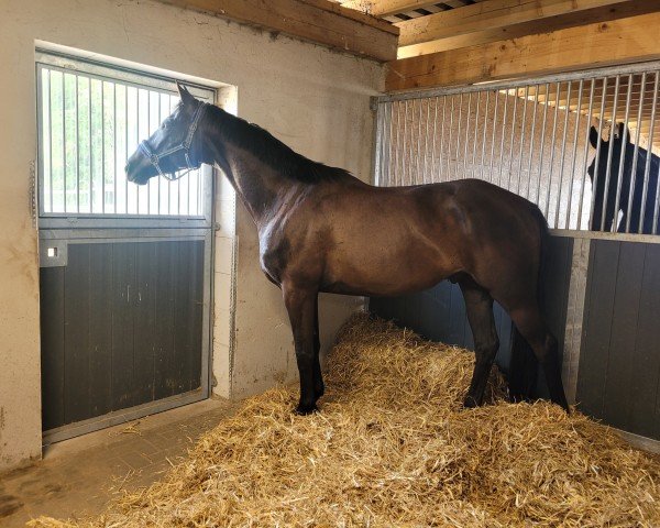 horse Giorgio Corleone (Trakehner, 2019, from Dürrenmatt (ex Domino))