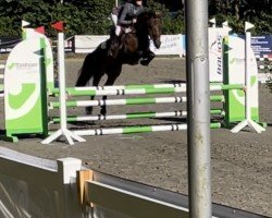 jumper Stopelholms Campari-L (New Forest Pony, 2018, from Koetsiershoeve Cream on Top)